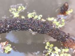 Image of Water lily aphid