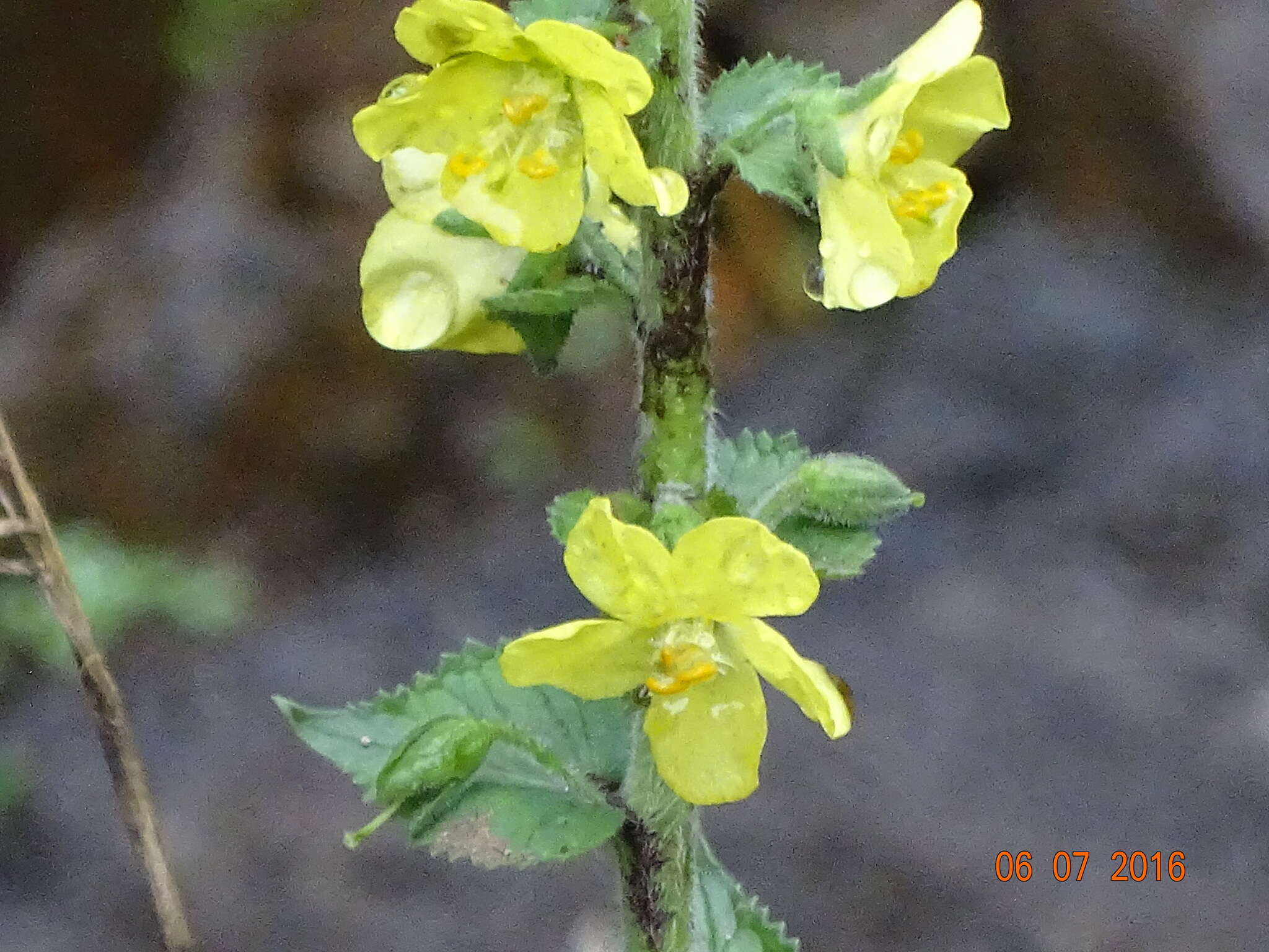 Image of Verbascum coromandelianum (Vahl) Huber-Morath