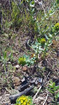 Image of urban spurge