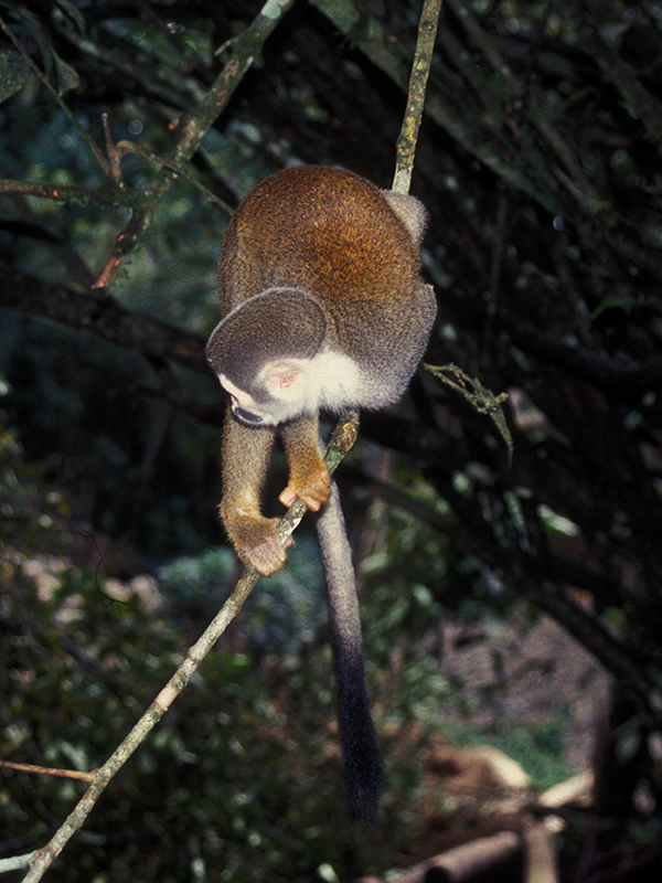 Image of common squirrel monkey