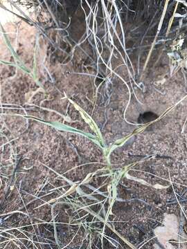 Image of Mexican panicgrass