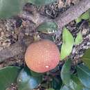 Image of Ficus aurantiaca var. parvifolia