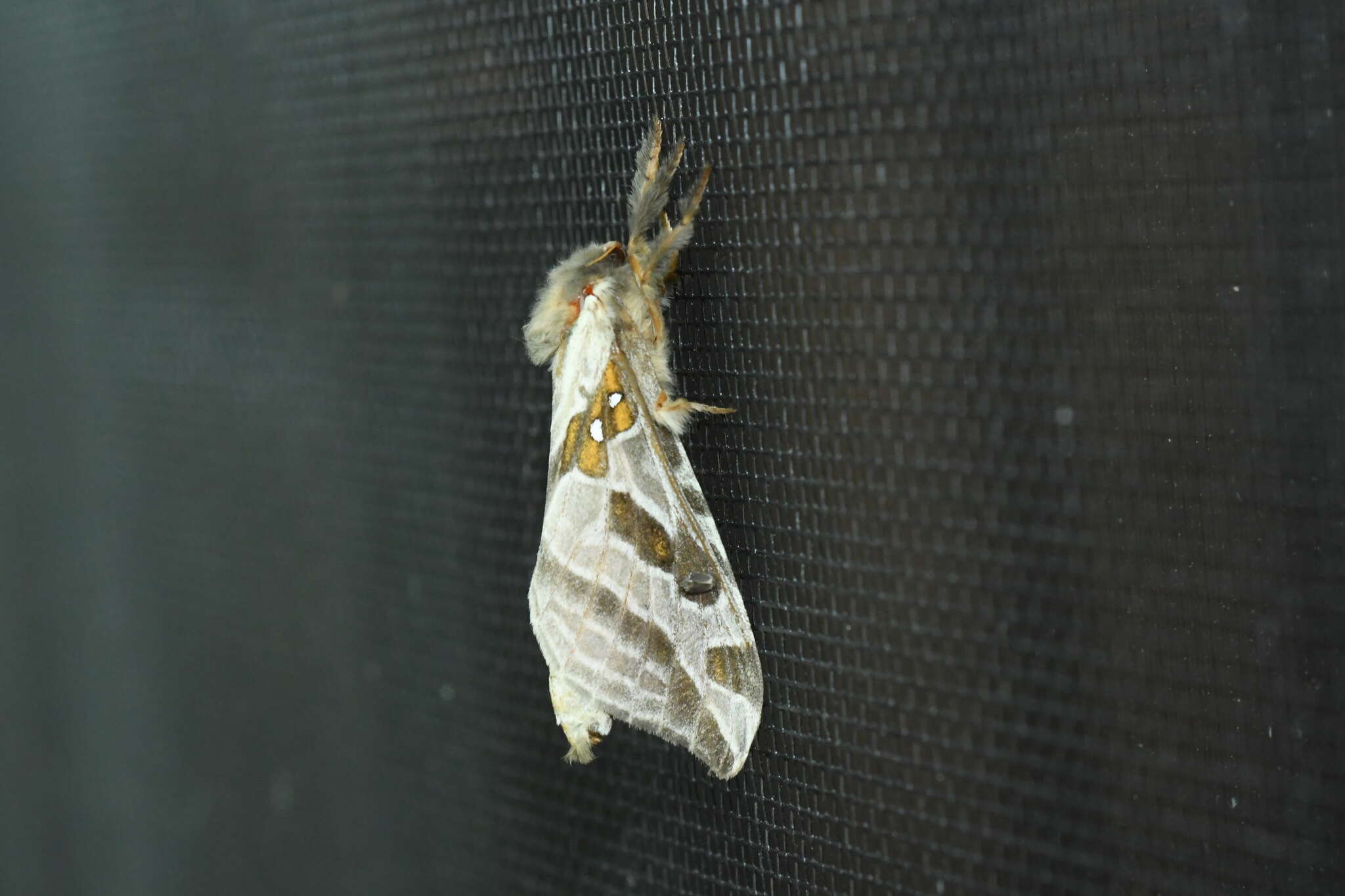 Image of Silver-spotted Ghost Moth