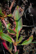 Image of Fleshy Willow Dock