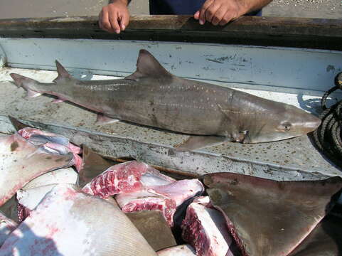 Image of Speckled Smoothhound