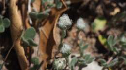 Image of <i>Micropus <i>californicus</i></i> var. californicus