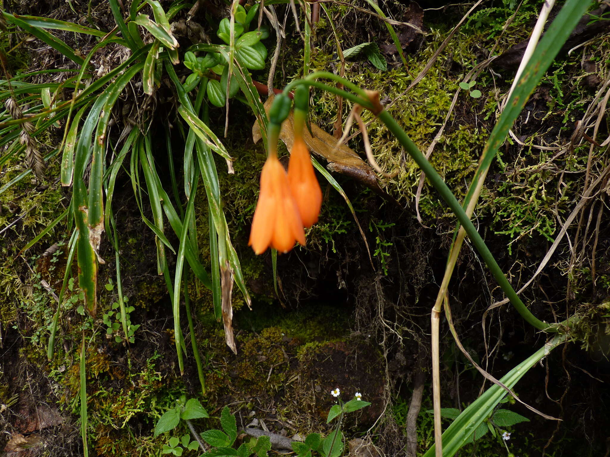 Image of Stenomesson aurantiacum (Kunth) Herb.