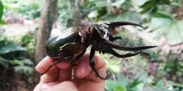 Image of Atlas beetle