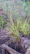 Image of forest sawsedge