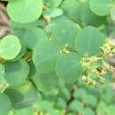 Sivun Euphorbia atoto G. Forst. kuva