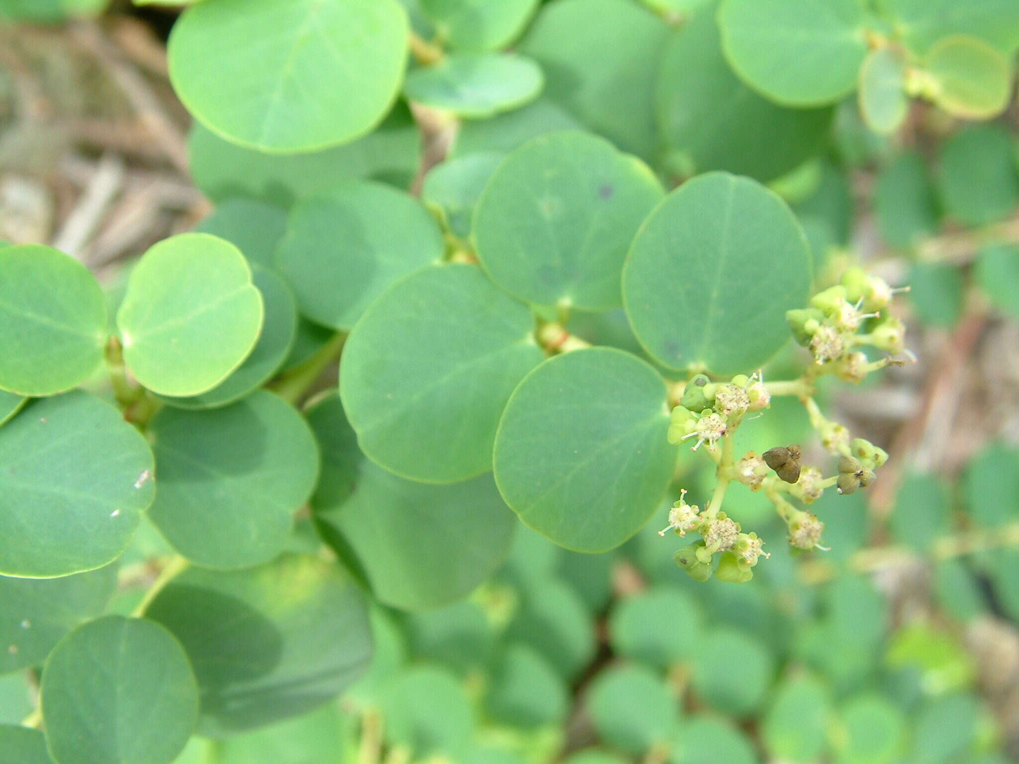 Sivun Euphorbia atoto G. Forst. kuva