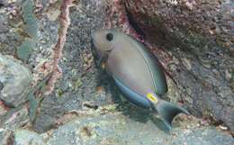 Image of Monrovia Surgeonfish