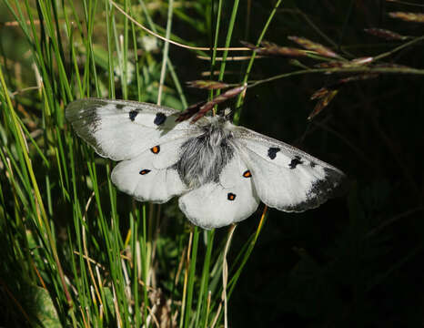 Image of Parnassius nordmanni