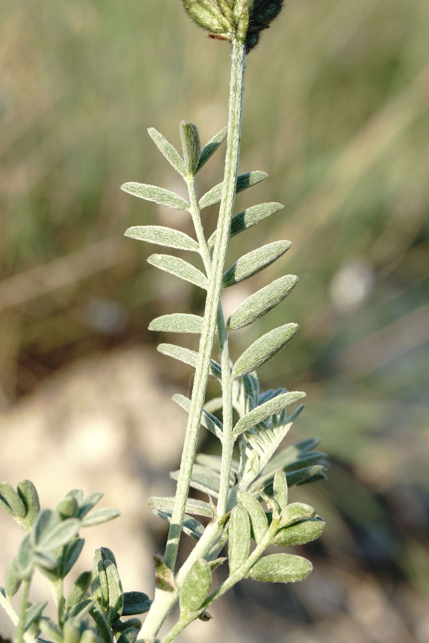 صورة Astragalus albicaulis DC.