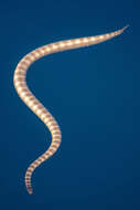 Image of Persian Gulf Sea Snake