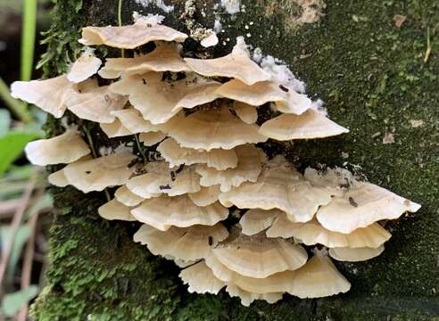 Sivun Trametes membranacea (Sw.) Kreisel 1971 kuva