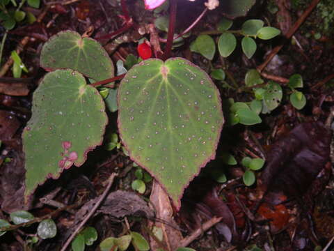 Image of Begonia betsimisaraka Humbert