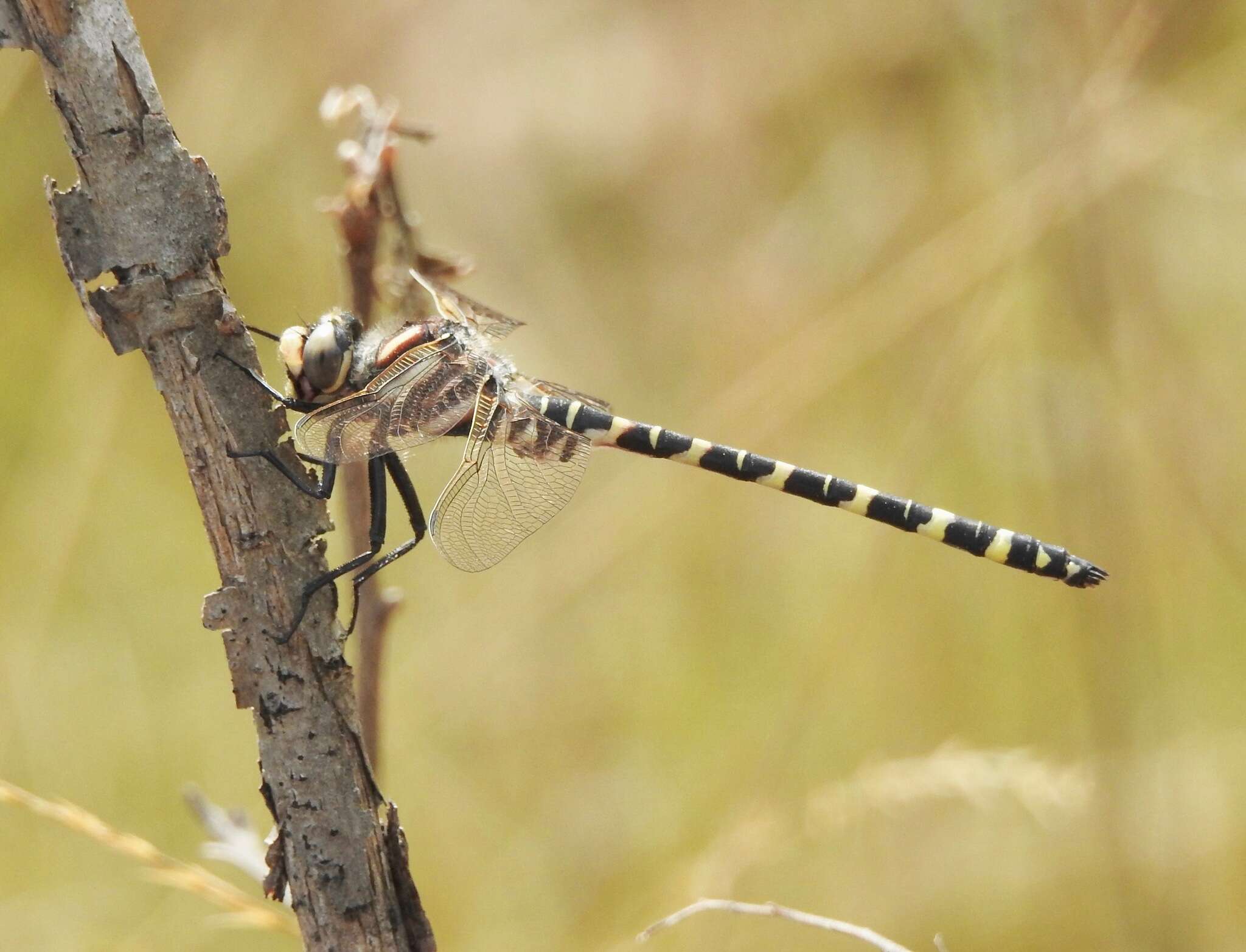 Image of Say's Spiketail