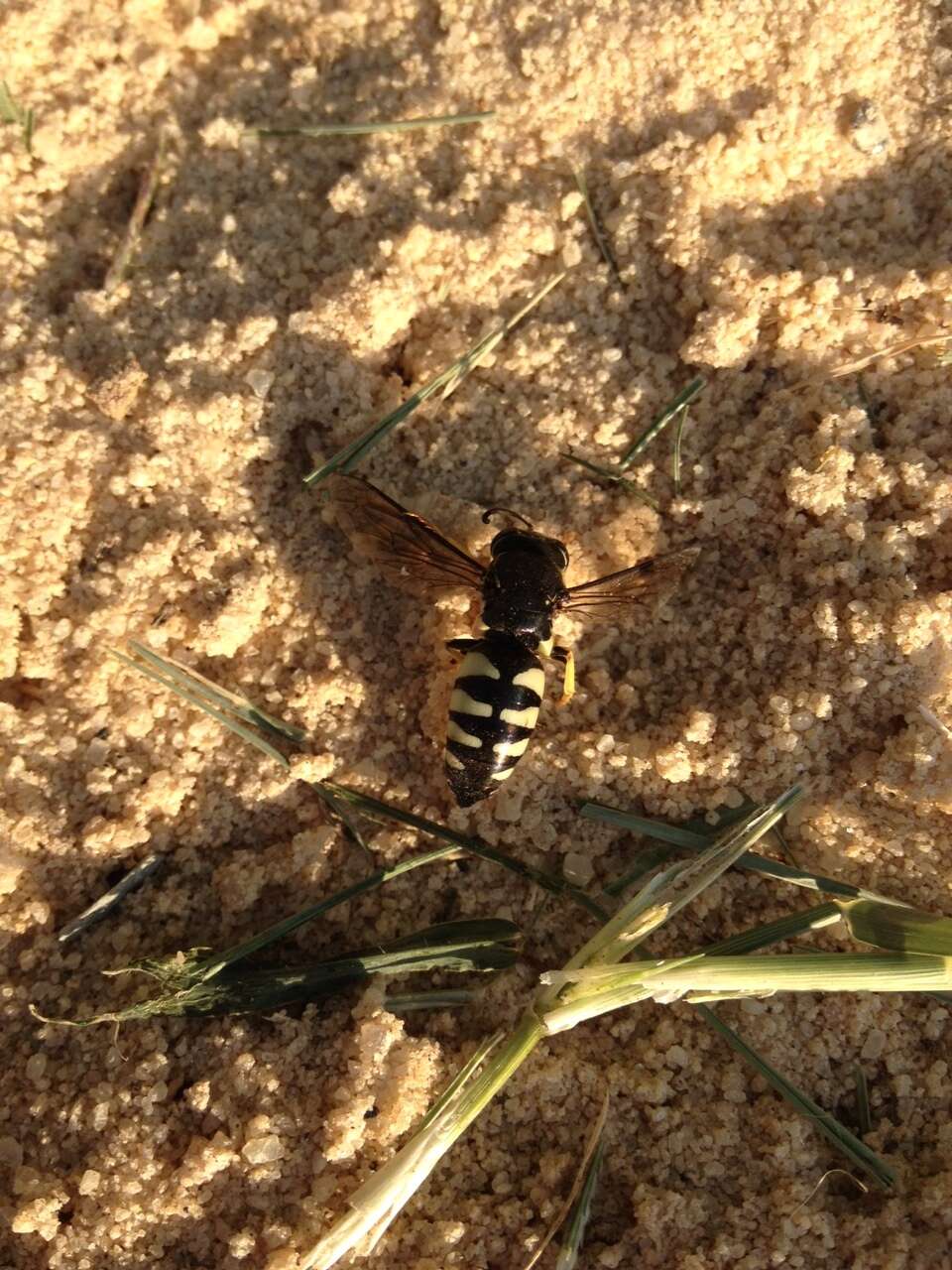 Image of Bicyrtes quadrifasciatus (Say 1824)