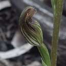 Слика од Pterostylis rubescens (D. L. Jones) G. N. Backh.