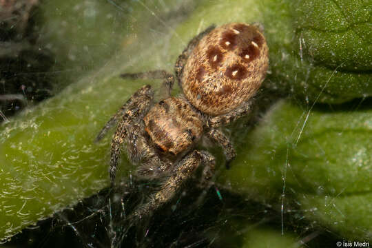 Plancia ëd Metaphidippus albopilosus (Peckham & Peckham 1901)