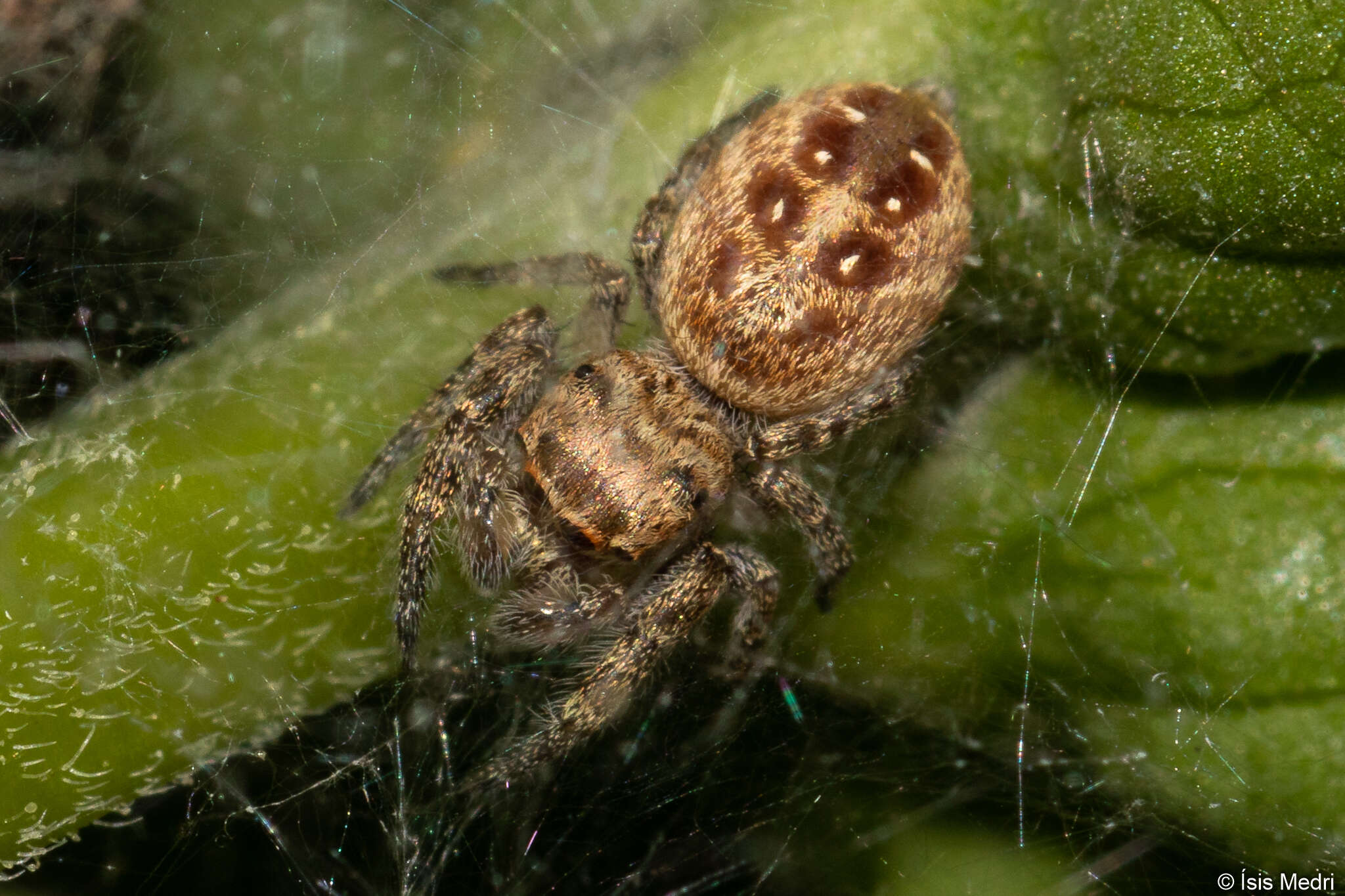 صورة Metaphidippus albopilosus (Peckham & Peckham 1901)