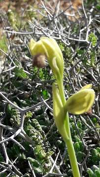 Image of Early spider orchid