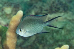 Image of Acanthochromis