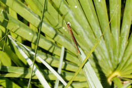 Image de Xanthocnemis zealandica (McLachlan 1873)