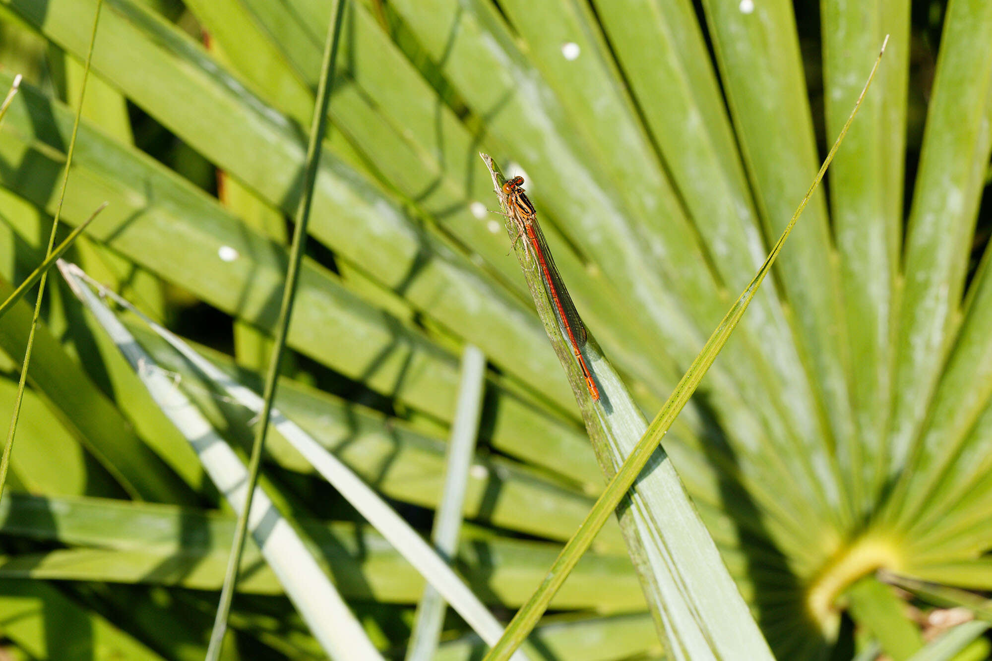 Image de Xanthocnemis zealandica (McLachlan 1873)