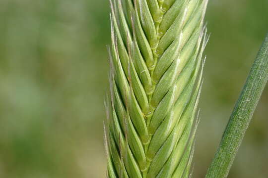 Image of Agropyron cimmericum Nevski