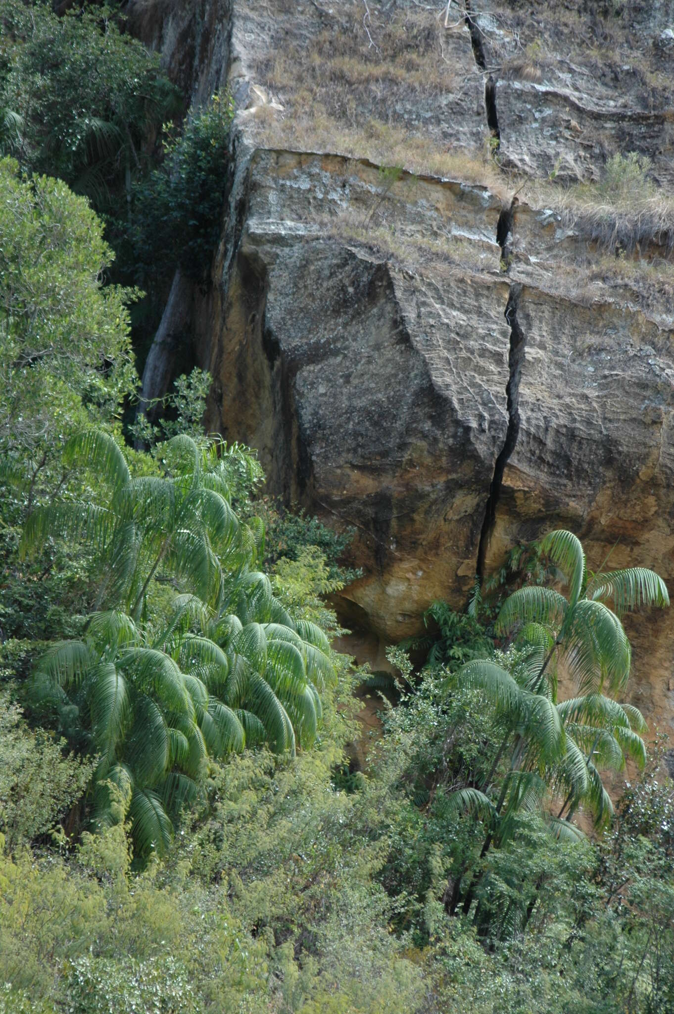 Image of Ravenea glauca Jum. & H. Perrier