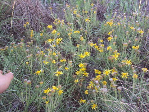 Image of Senecio ceratophylloides Griseb.