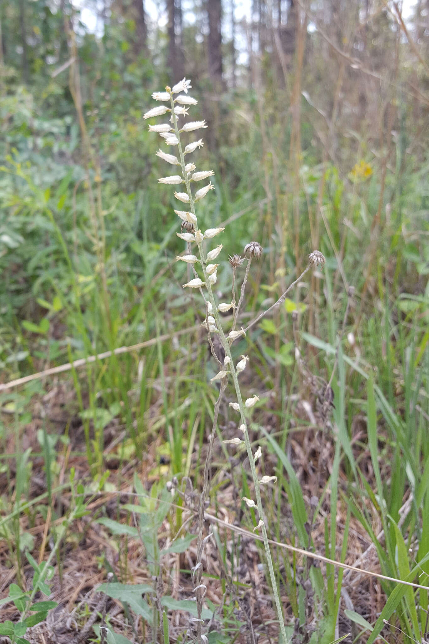 Sivun Aletris farinosa L. kuva