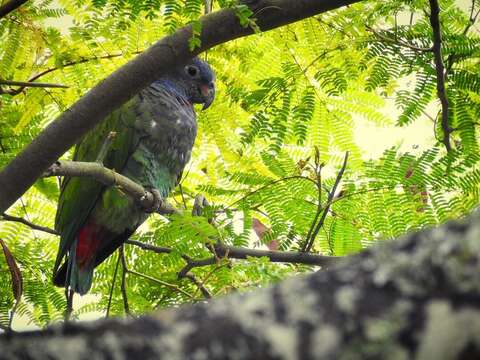 Image of Blue-headed Parrot