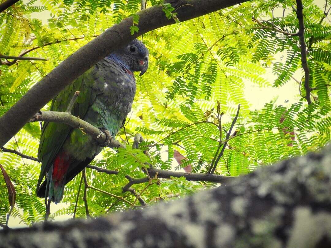 Image of Blue-headed Parrot