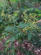 Image de Acacia pubescens (Vent.) R. Br.