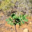 Imagem de Ormocarpum bernierianum (Baill.) Du Puy & Labat