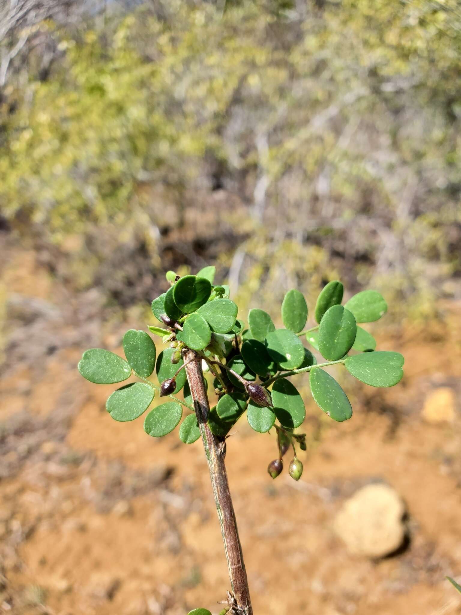 Sivun Ormocarpum bernierianum (Baill.) Du Puy & Labat kuva