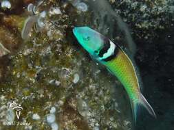 Image of Bluehead Wrasse