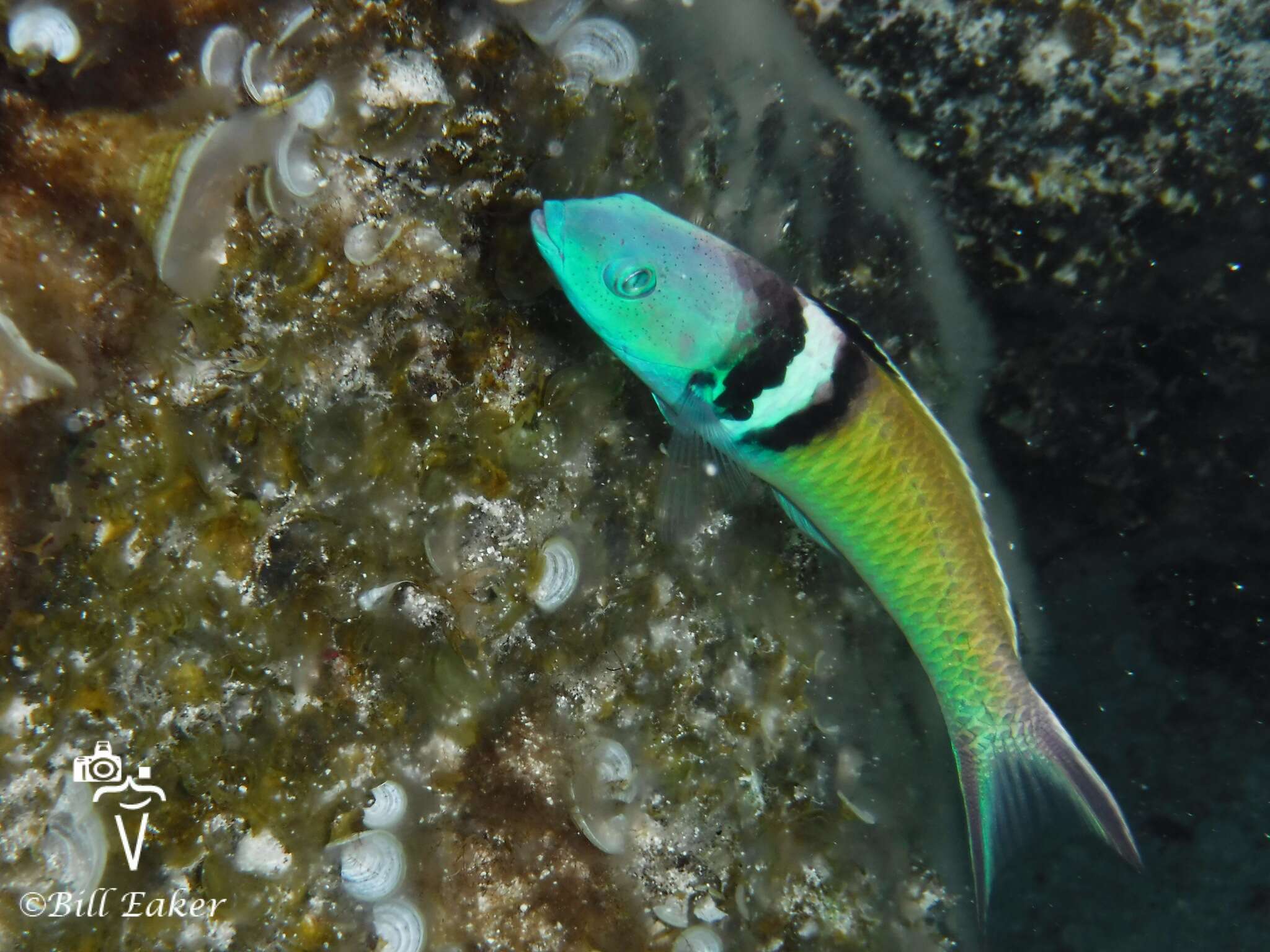 Image of Bluehead Wrasse