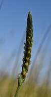 Image of Ash Meadows Ladies'-Tresses