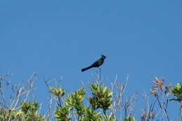 Image of Phainopepla Baird & SF 1858