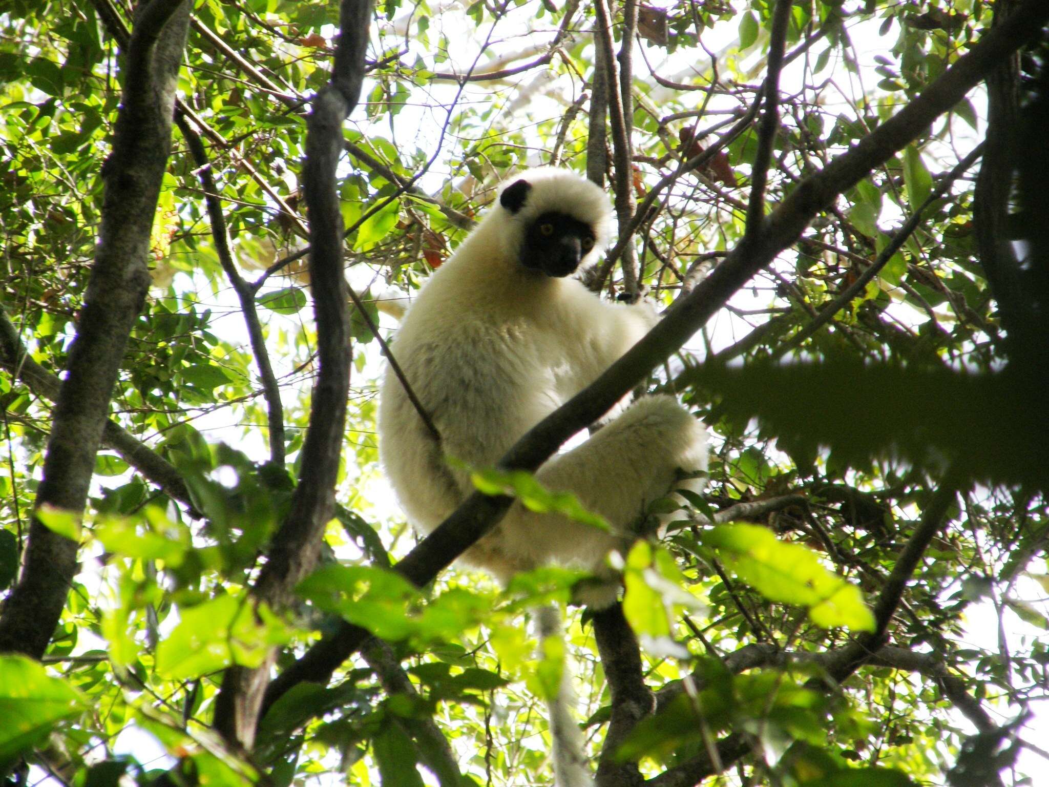 Image of Decken's Sifaka