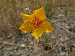 Image of Lindley's blazingstar