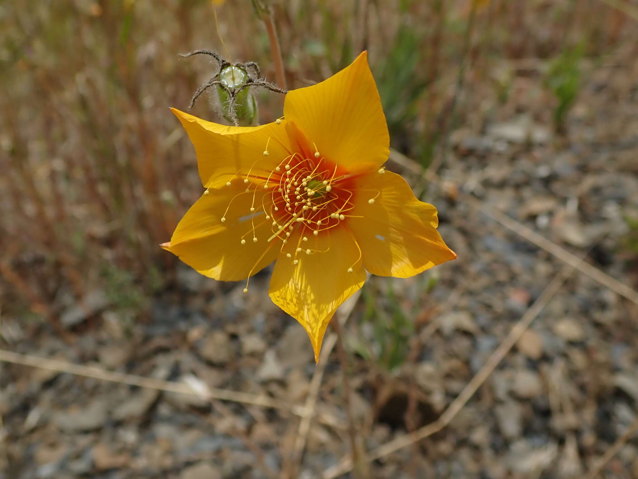 Image of Lindley's blazingstar