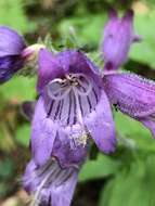 Image of Rattan's beardtongue