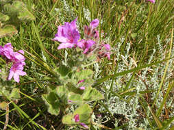 Слика од Pelargonium cucullatum subsp. cucullatum