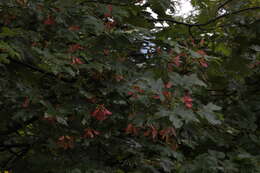 Acer heldreichii subsp. trautvetteri (Medvedev) E. Murray的圖片