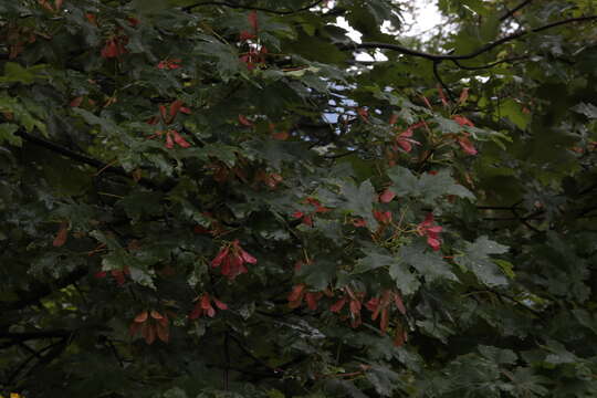 Acer heldreichii subsp. trautvetteri (Medvedev) E. Murray resmi